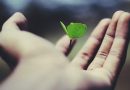 floating green leaf plant on person's hand